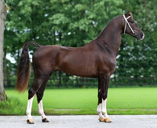 Dutch Harness Horses